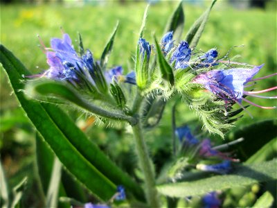 Gewöhnlicher Natterkopf (Echium vulgare) auf einer Wiese neben der Ostspange in Saarbrücken