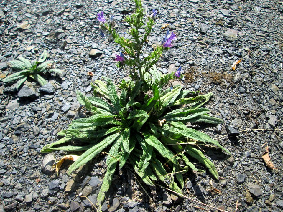 Gewöhnlicher Natterkopf (Echium vulgare) im Bürgerpark Saarbrücken