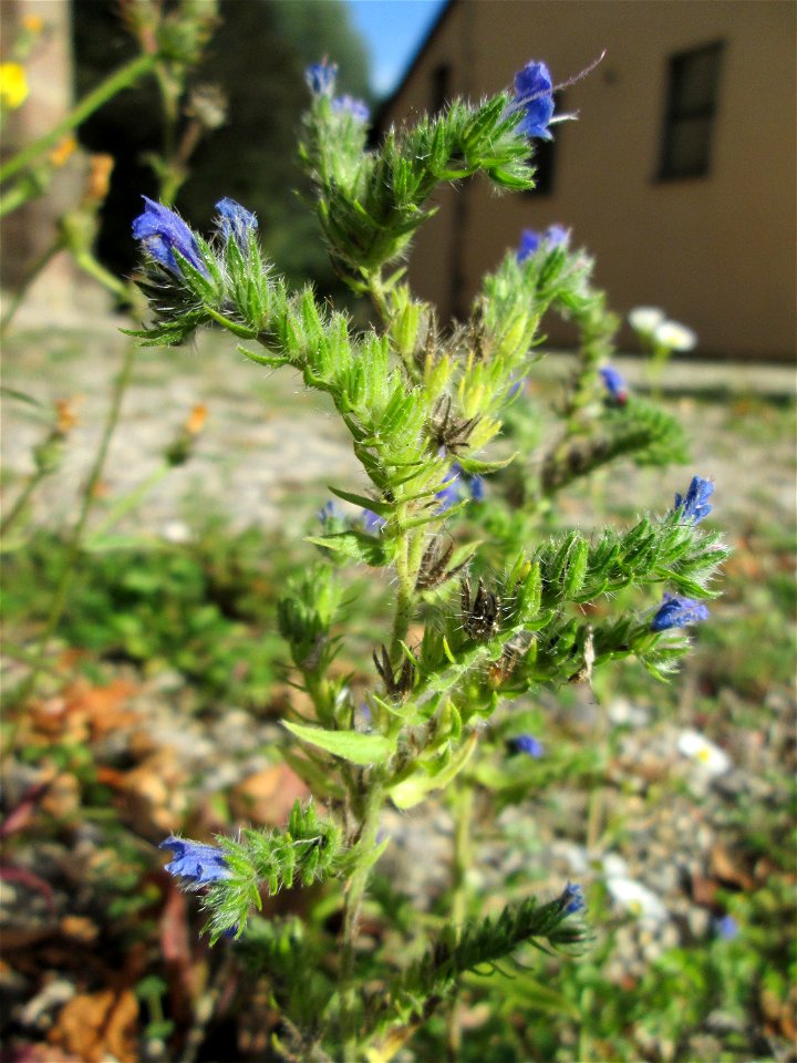 Gewöhnlicher Natterkopf (Echium vulgare) am Wintringer Hof bei Kleinblittersdorf