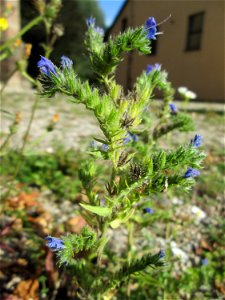 Gewöhnlicher Natterkopf (Echium vulgare) am Wintringer Hof bei Kleinblittersdorf
