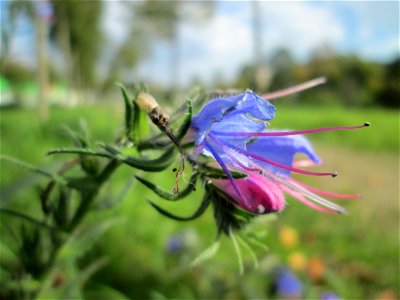 Gewöhnlicher Natterkopf (Echium vulgare) auf einer Wiese neben der Ostspange in Saarbrücken