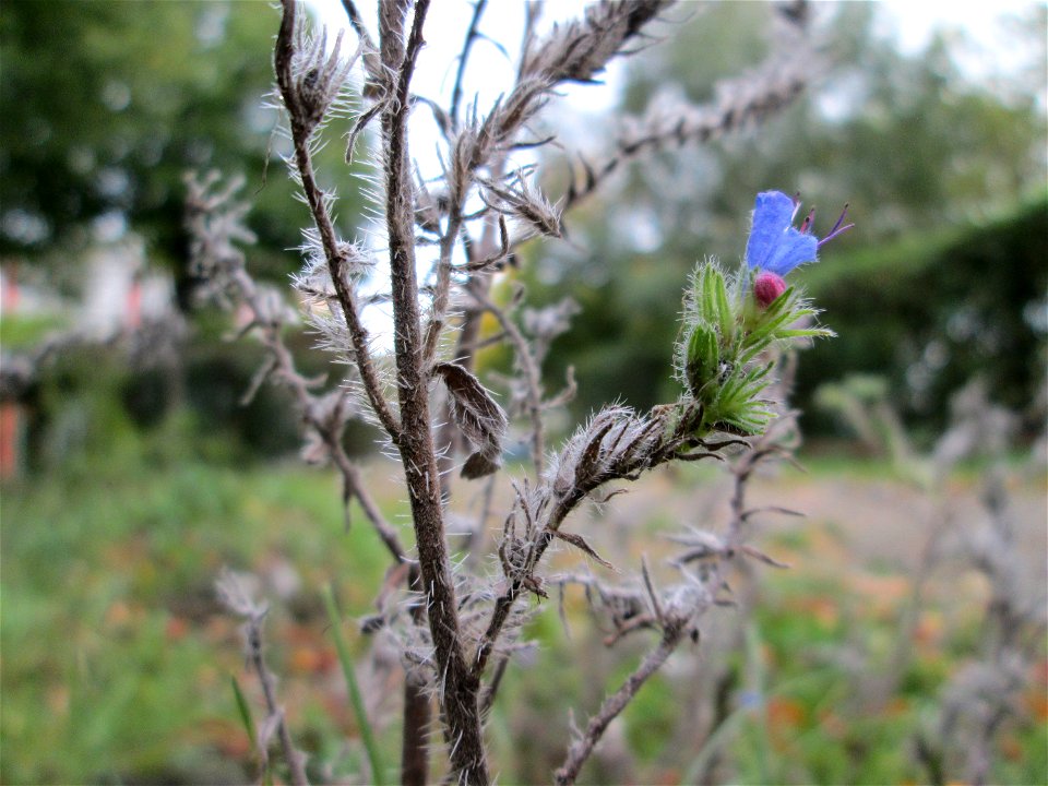 Gewöhnlicher Natterkopf (Echium vulgare) im Bürgerpark Saarbrücken