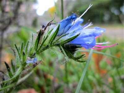 Gewöhnlicher Natterkopf (Echium vulgare) im Bürgerpark Saarbrücken