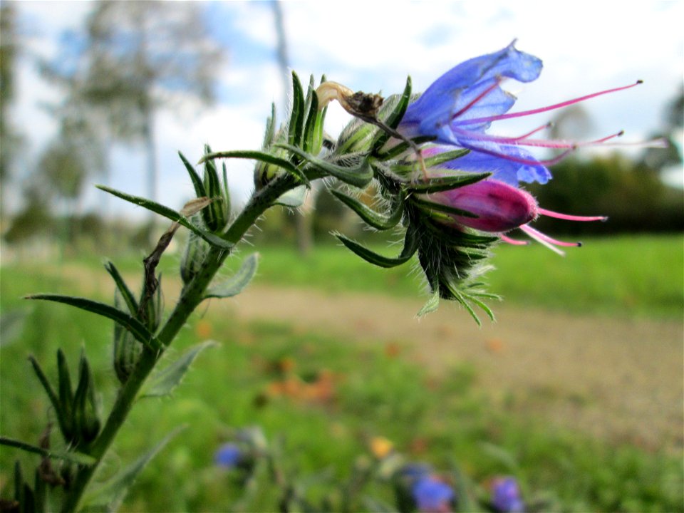 Gewöhnlicher Natterkopf (Echium vulgare) auf einer Wiese neben der Ostspange in Saarbrücken