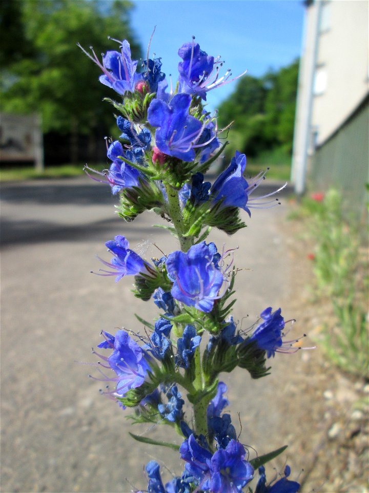 Gewöhnlicher Natterkopf (Echium vulgare) in Brebach