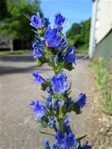 Gewöhnlicher Natterkopf (Echium vulgare) in Brebach