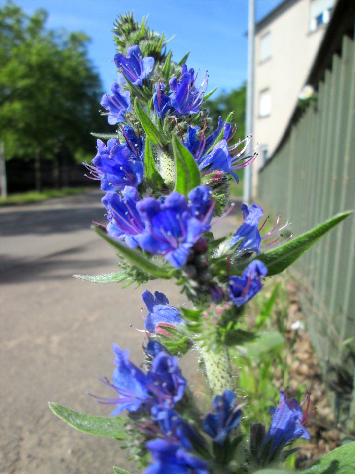 Gewöhnlicher Natterkopf (Echium vulgare) in Brebach