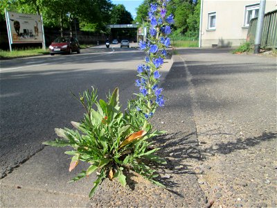 Gewöhnlicher Natterkopf (Echium vulgare) in Brebach