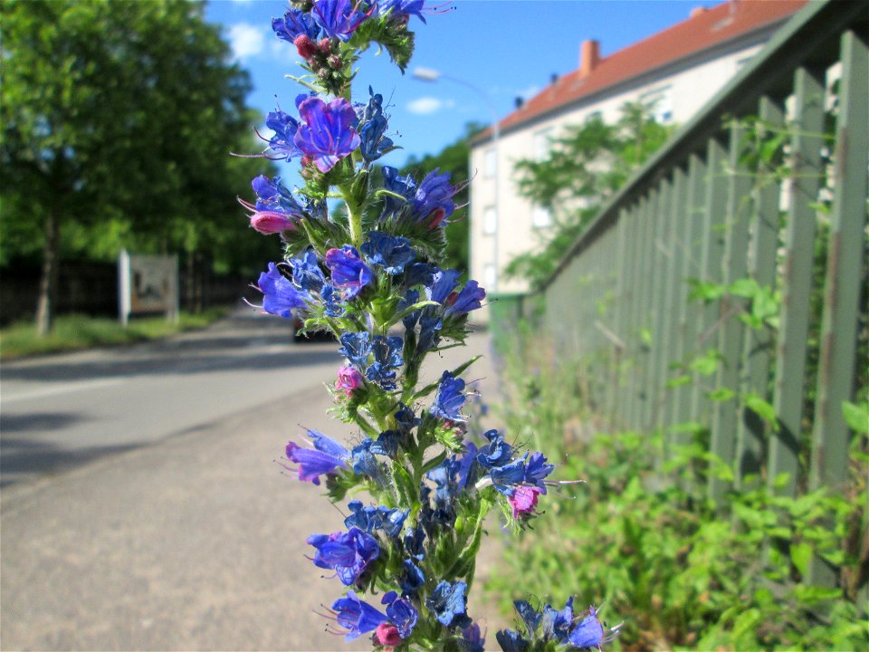 Gewöhnlicher Natterkopf (Echium vulgare) an einer Brückenzufahrt in Brebach