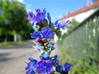 Gewöhnlicher Natterkopf (Echium vulgare) an einer Brückenzufahrt in Brebach