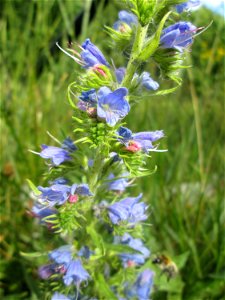 Gewöhnlicher Natterkopf (Echium vulgare) in Brebach