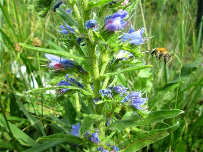 Gewöhnlicher Natterkopf (Echium vulgare) in Brebach