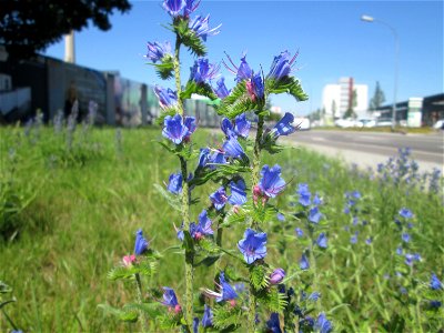 Gewöhnlicher Natterkopf (Echium vulgare) in Saarbrücken