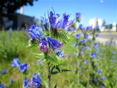 Gewöhnlicher Natterkopf (Echium vulgare) in Saarbrücken