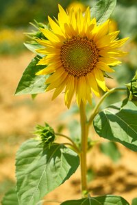 Plant flowers nature