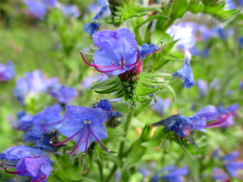Gewöhnlicher Natterkopf (Echium vulgare) in Brebach