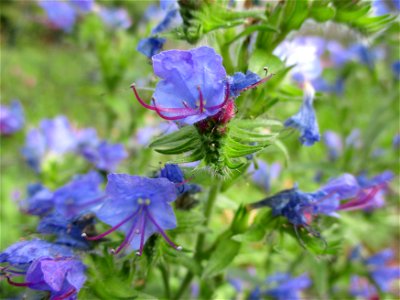Gewöhnlicher Natterkopf (Echium vulgare) in Brebach