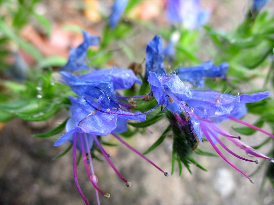 Gewöhnlicher Natterkopf (Echium vulgare) in Brebach