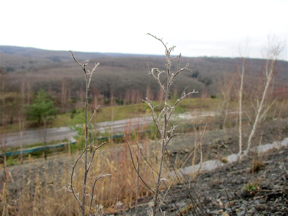 Gewöhnlicher Natterkopf (Echium vulgare) auf der Bergehalde „Lydia“ der Grube Camphausen