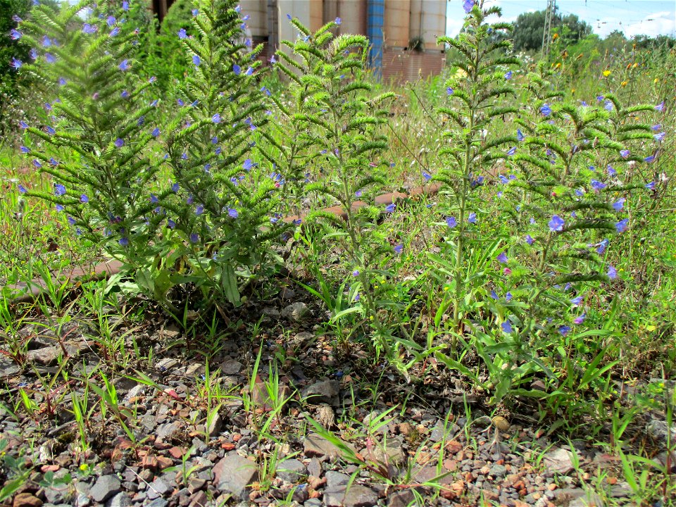 Gewöhnlicher Natterkopf (Echium vulgare) auf einer Brachfläche der Halberger Hütte in Brebach