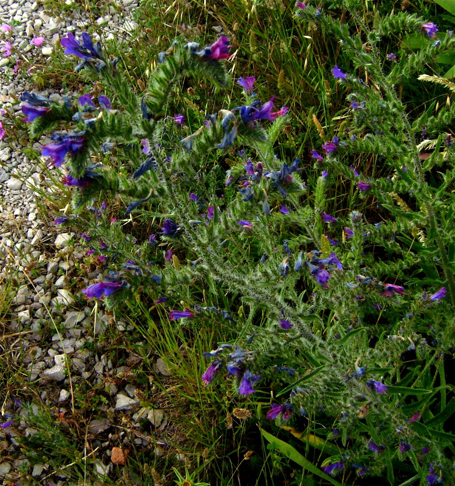 Echium vulgare flowering, Castelltallat, Catalonia