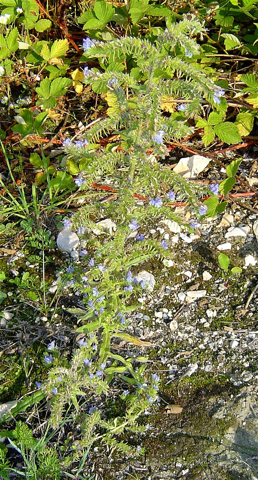 Gewöhnlicher Natternkopf (Echium vulgare), etwa 60 cm hoch, auf einer trockenen Brache am Bodensee.