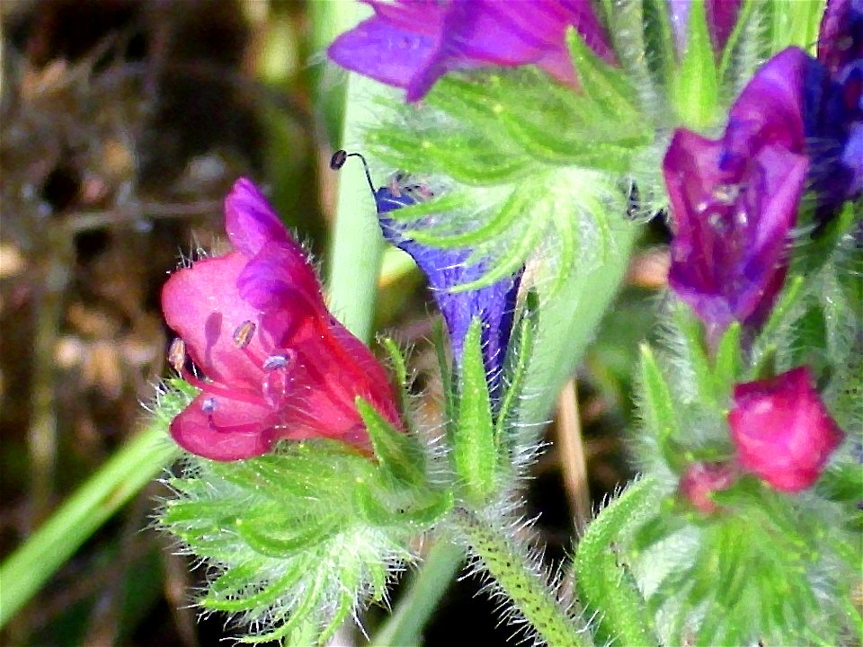 Echium vulgare  flower close up Campo de Calatrava, Spain