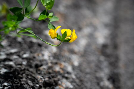 Yellow flower small flower blossom