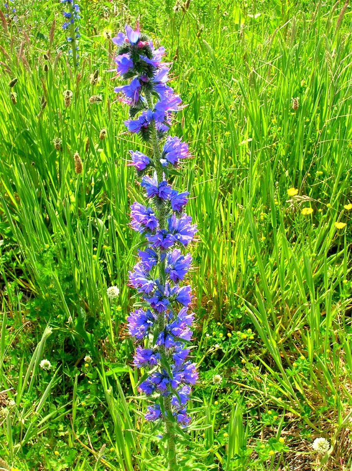 Echium vulgare - Viper's Bugloss. In full bloom. Ardrossan North Ayrshire. Scotland.