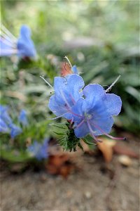 エキウム・ブルガレ [Echium vulgare] photo