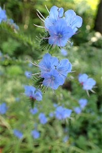 エキウム・ブルガレ [Echium vulgare] photo