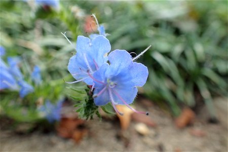 エキウム・ブルガレ [Echium vulgare] photo