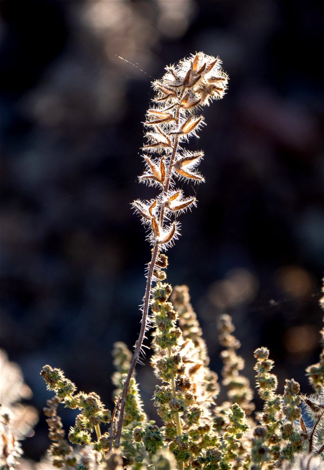 Fiddleneck amsinckia tessellata
