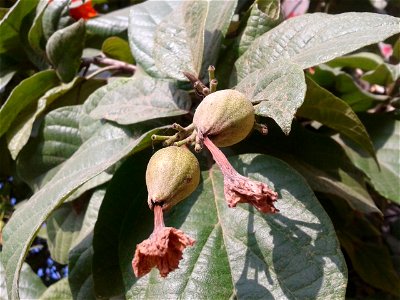 Botanical name -  Cordia sebestena 
Common names -  scarlet cordia ;  Geiger Tree; Aloe Wood ; sea trumpet

Tamil: Acchinaruvili 
 

Usually a seaside tree;Fruits  are  edible  ; Fruits