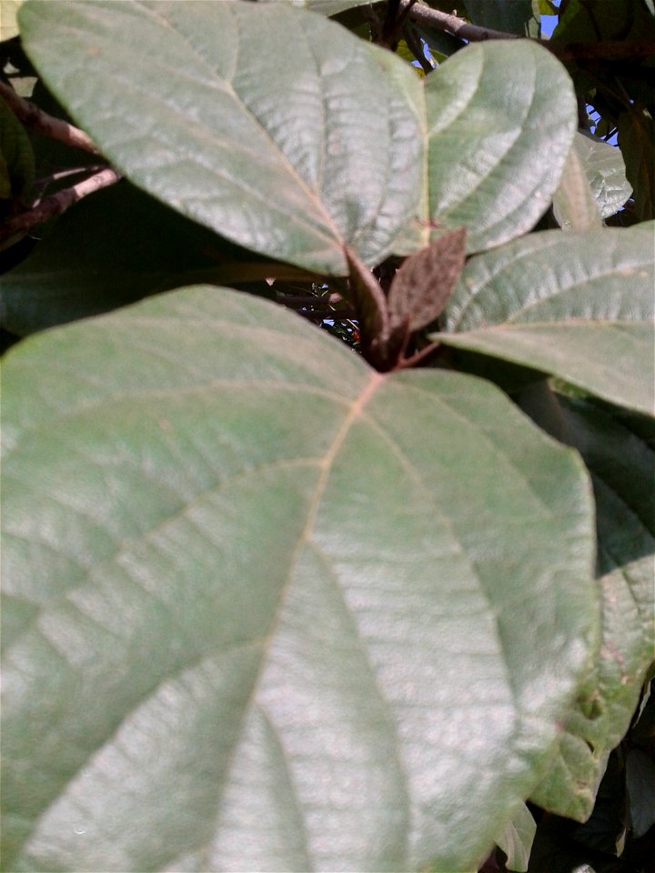 Botanical name -  Cordia sebestena 
Common names -  scarlet cordia ;  Geiger Tree; Aloe Wood ; sea trumpet

Tamil: Acchinaruvili 
 

Usually a seaside tree;Fruits  are  edible  ; Fruits