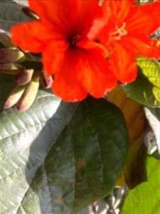 Botanical name -  Cordia sebestena 
Common names -  scarlet cordia ;  Geiger Tree; Aloe Wood ; sea trumpet

Tamil: Acchinaruvili 
 

Usually a seaside tree;Fruits  are  edible  ; Fruits