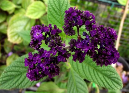 Heliotropium arborescens 'Fragrant Delight' at San Diego Botanic Garden, Encinitas, California, USA. Identified by sign. photo