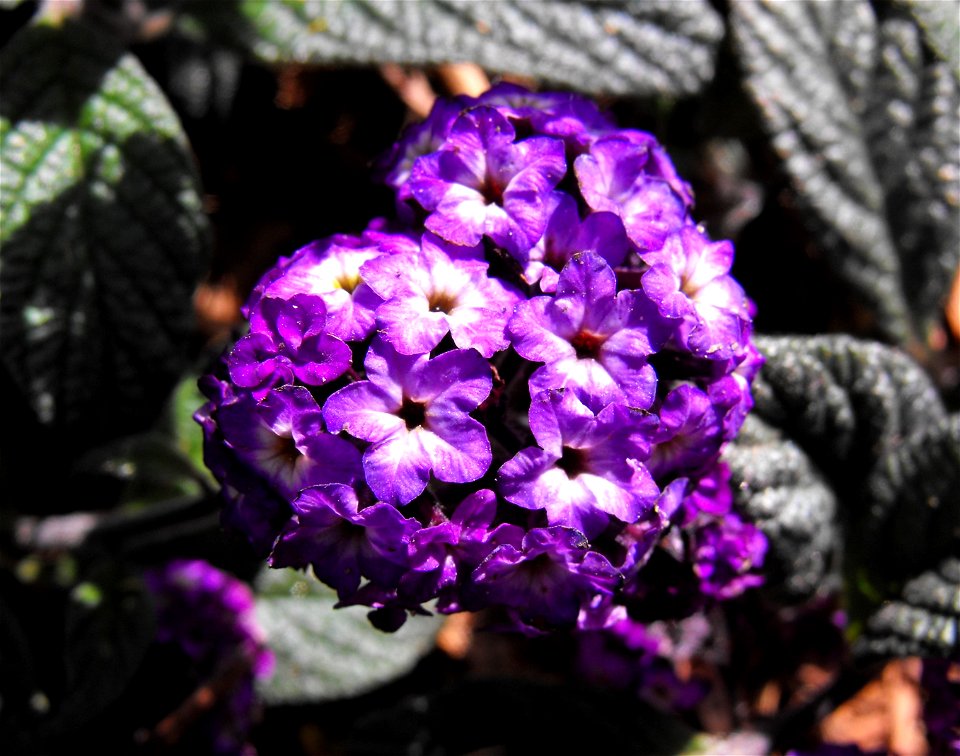 Heliotropium arborescens at the Wild Animal Park, Escondido, California, USA. Identified by sign.