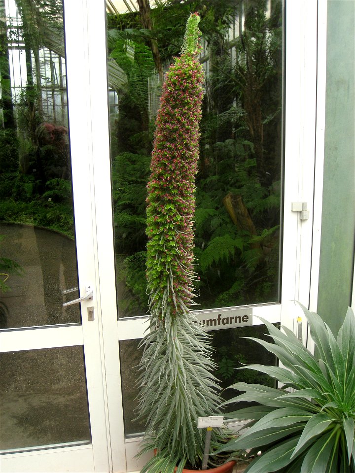 Echium wildpretii specimen in the Botanischer Garten, Berlin-Dahlem (Berlin Botanical Garden), Berlin, Germany.