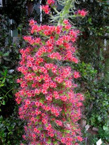 Echium wildpretii specimen in the Botanischer Garten, Berlin-Dahlem (Berlin Botanical Garden), Berlin, Germany.