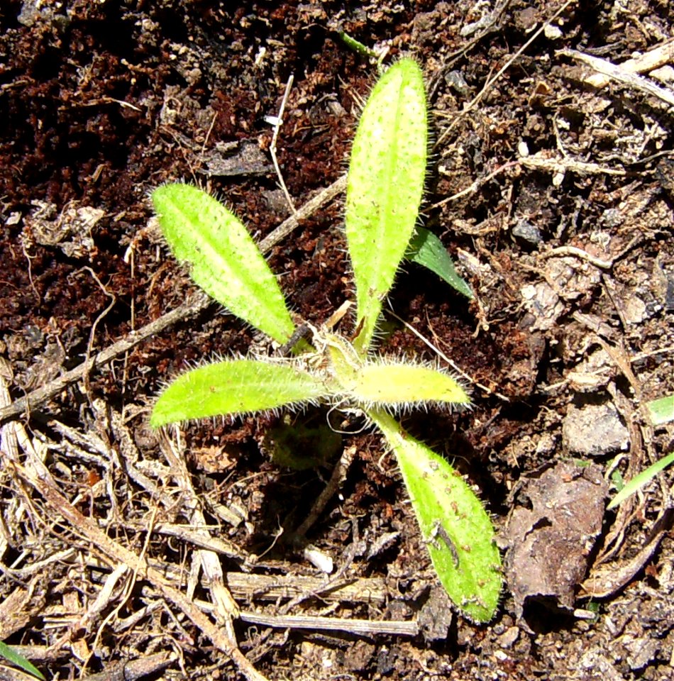 Canary islands little plant  Tajinaste (Echium wildpretii) in Castellatllat, Catalonia