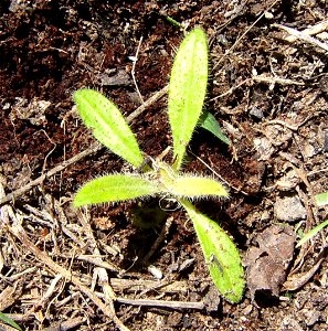 Canary islands little plant  Tajinaste (Echium wildpretii) in Castellatllat, Catalonia
