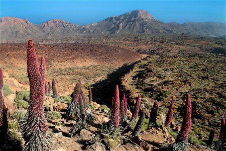Tajinastes rojos, coladas volcánicas y Montaña de Guajara al fondo. Lugar: Parque Nacional del Teide, Tenerife, Islas Canarias.