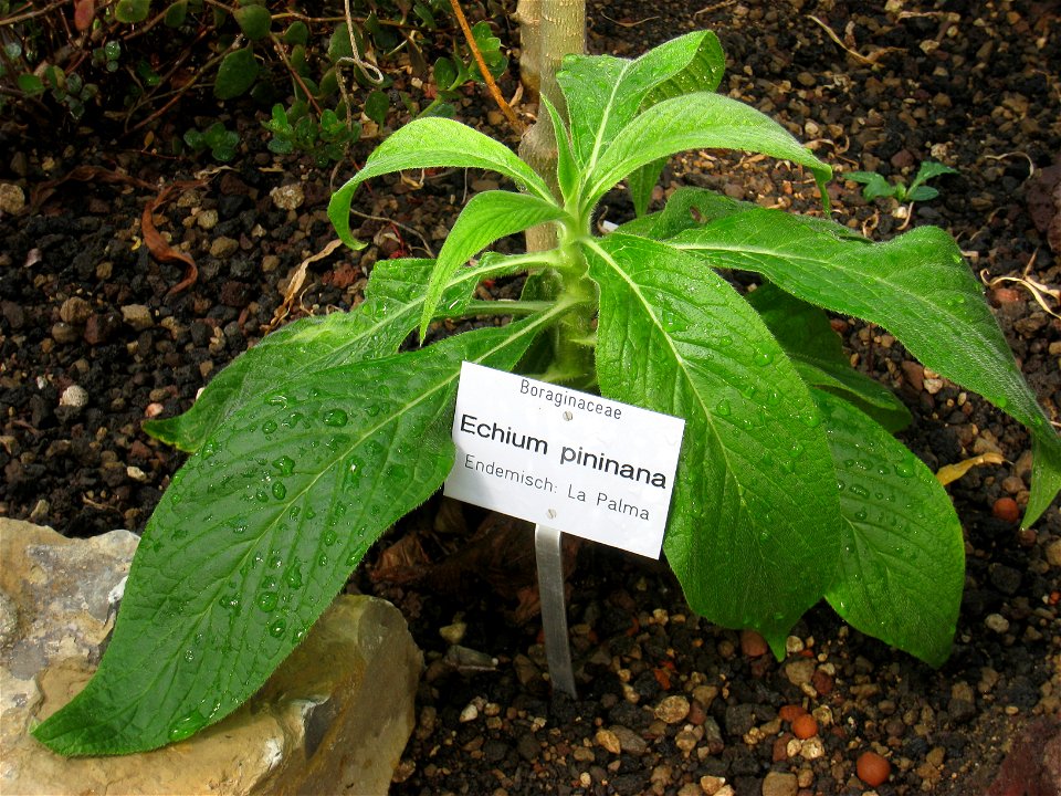 Echium pininana in the Botanischer Garten der Universität Würzburg, Würzburg, Germany.