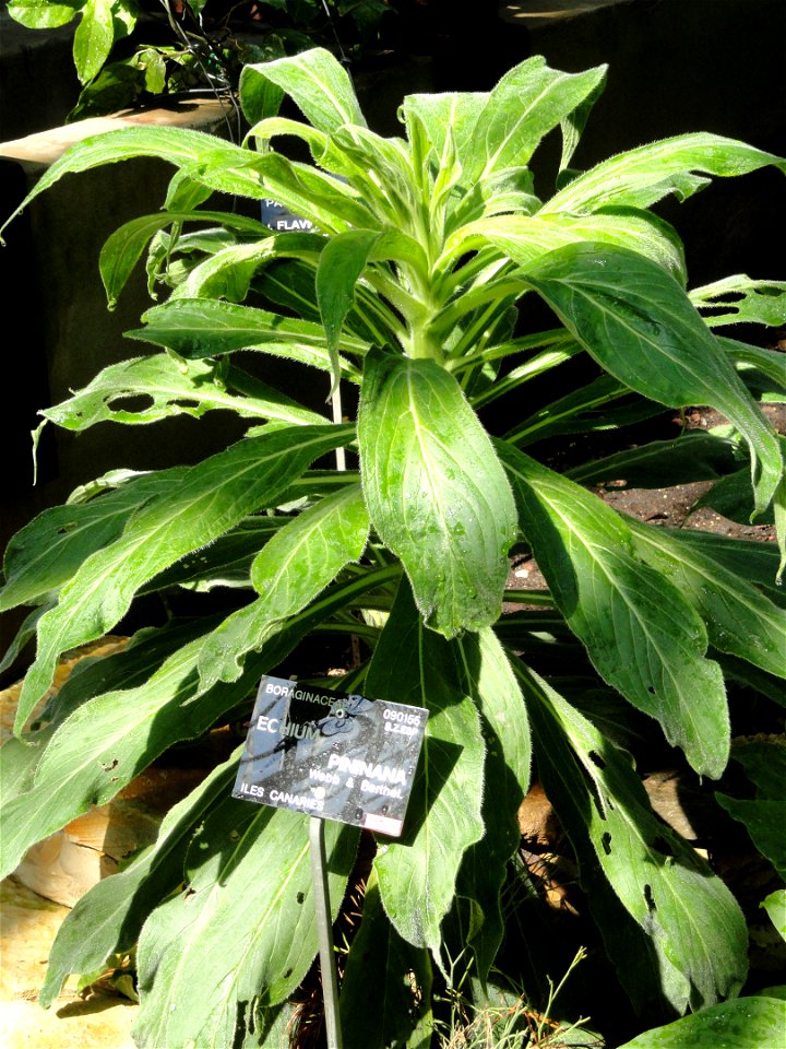 Echium pininana specimen in the Jardin Botanique de Lyon, Parc de la Tête d'Or, Lyon, France.