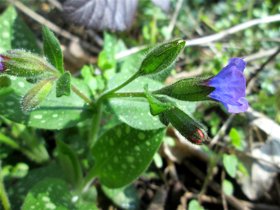 Geflecktes Lungenkraut (Pulmonaria officinalis) in Sankt Arnual