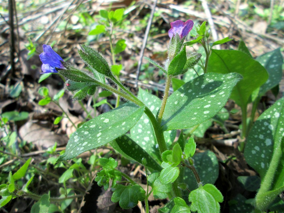 Geflecktes Lungenkraut (Pulmonaria officinalis) in Sankt Arnual