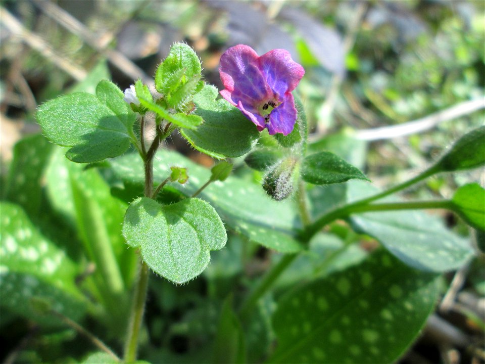 Geflecktes Lungenkraut (Pulmonaria officinalis) in Sankt Arnual