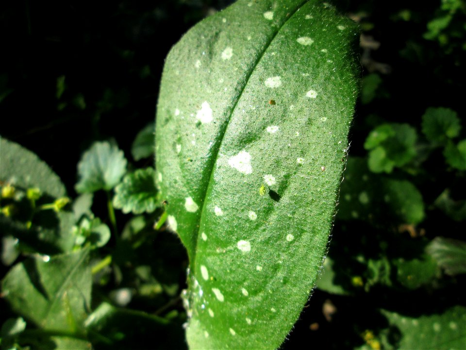 Geflecktes Lungenkraut (Pulmonaria officinalis) in Sankt Arnual