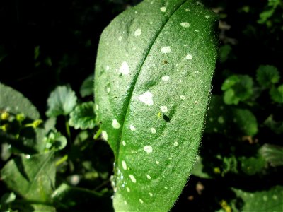 Geflecktes Lungenkraut (Pulmonaria officinalis) in Sankt Arnual